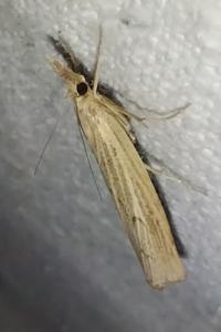 <i>Agriphila geniculea</i>