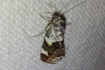 <i>Acontia lucida</i>
