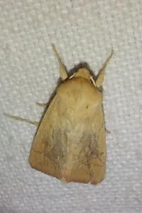 <i>Mythimna vitellina</i>