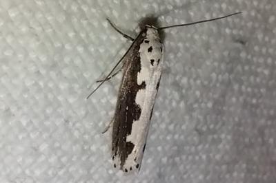 <i>Ethmia bipunctella</i>