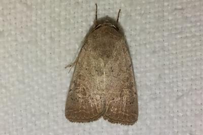 <i>Hoplodrina ambigua</i>