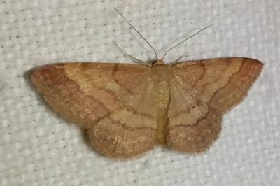 <i>Scopula rubiginata</i>
