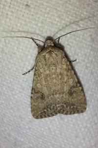 <i>Anarta trifolii</i>