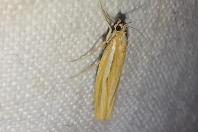 <i>Agriphila tristella</i>