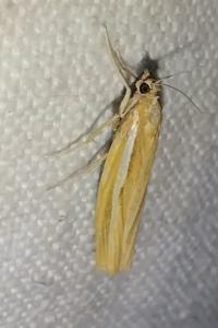 <i>Agriphila tristella</i>