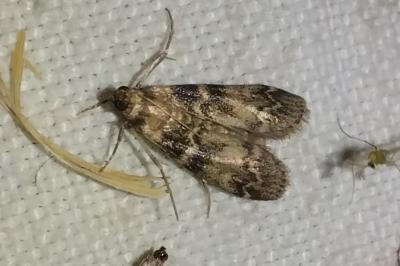 <i>Euzophera pinguis</i>