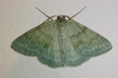 <i>Pseudoterpna pruinata</i>