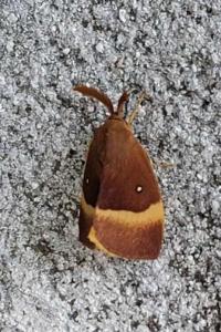 <i>Lasiocampa quercus</i>