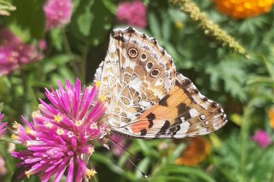 <i>Vanessa cardui</i>