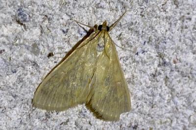 <i>Sitochroa verticalis</i>