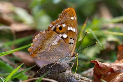 <i>Apatura ilia</i>