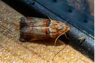 <i>Acrobasis tumidana</i>