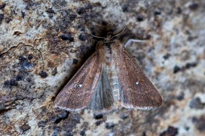 <i>Mythimna albipuncta</i>