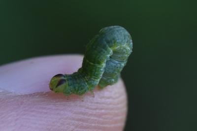 <i>Lomaspilis marginata</i>