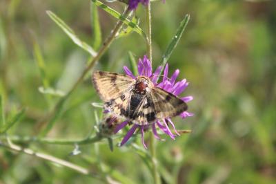 <i>Heliothis viriplaca</i>