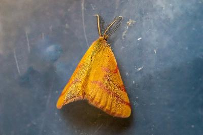 <i>Lythria purpuraria</i>