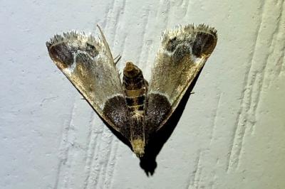 <i>Pyralis farinalis</i>
