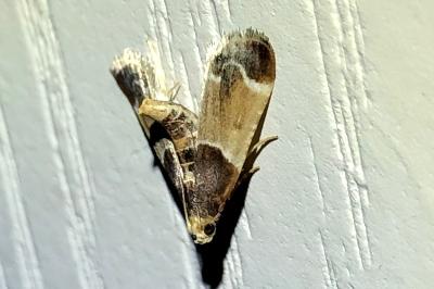 <i>Pyralis farinalis</i>
