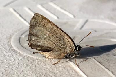 <i>Quercusia quercus</i>