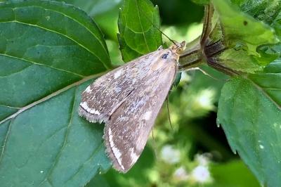 <i>Loxostege sticticalis</i>