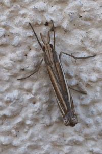 <i>Ancylolomia tentaculella</i>
