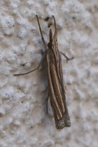 <i>Ancylolomia tentaculella</i>