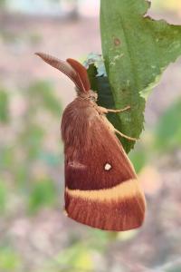 <i>Lasiocampa quercus</i>