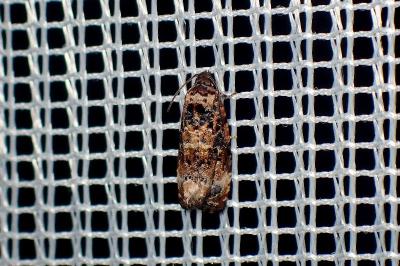 <i>Endothenia</i>