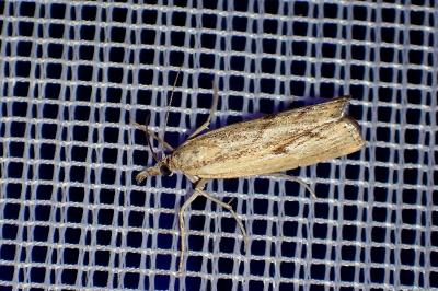 <i>Agriphila inquinatella</i>