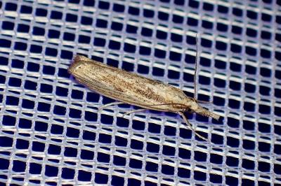 <i>Agriphila</i>