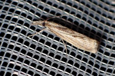 <i>Agriphila</i>