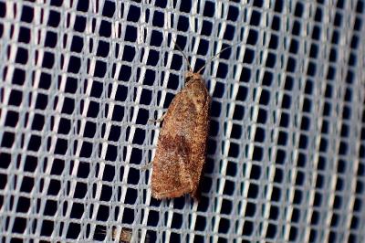 <i>Celypha striana</i>