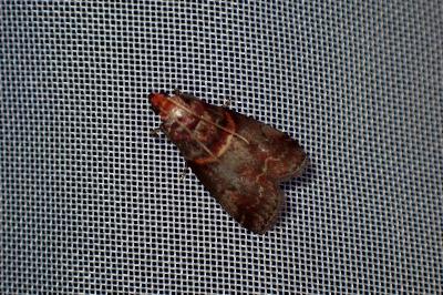<i>Acrobasis advenella</i>