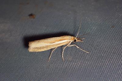<i>Agriphila tristella</i>