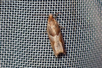 <i>Ancylis comptana</i>