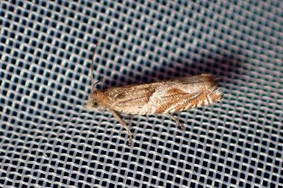 <i>Ancylis comptana</i>