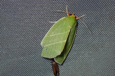 <i>Bena bicolorana</i>
