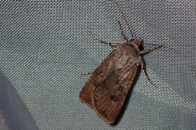 <i>Agrotis segetum</i>