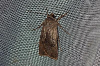 <i>Agrotis segetum</i>