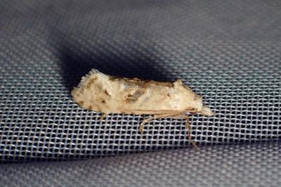 <i>Cochylimorpha straminea</i>