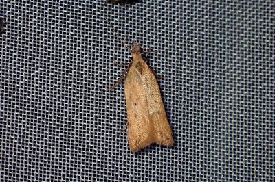 <i>Dichomeris limosella</i>