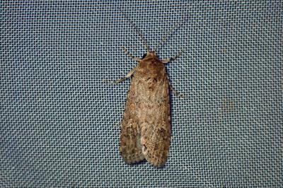<i>Spodoptera exigua</i>