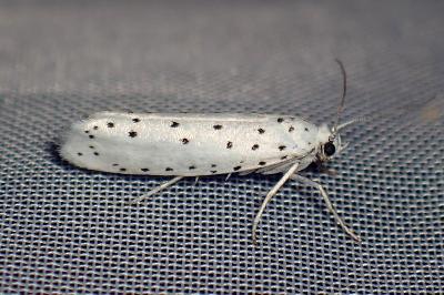<i>Yponomeuta cagnagella</i>