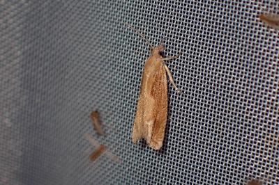 <i>Eucosma obumbratana</i>