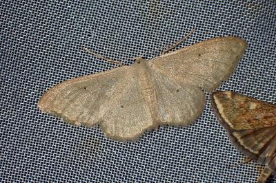 <i>Idaea rubraria</i>