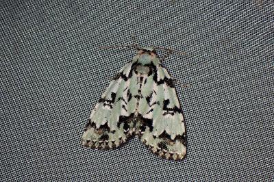 <i>Moma alpium</i>