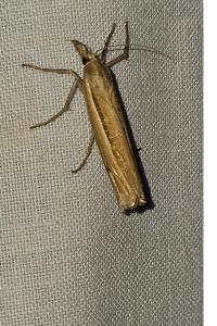 <i>Ancylolomia tentaculella</i>