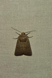 <i>Hoplodrina ambigua</i>