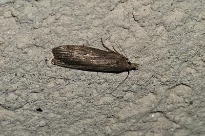 <i>Lamoria anella</i>