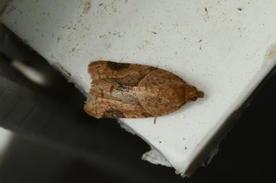 <i>Clepsis peritana</i>